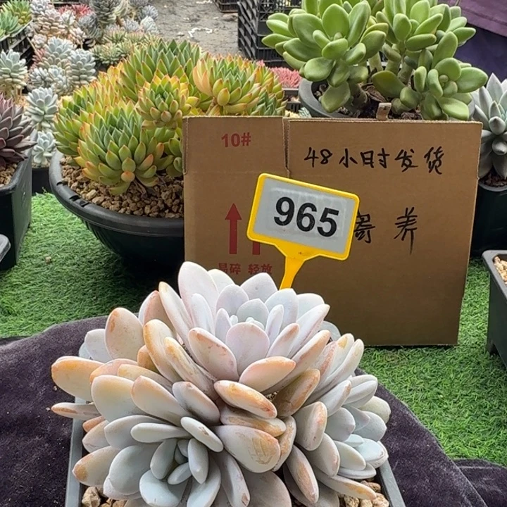 雪莲一物一拍965.