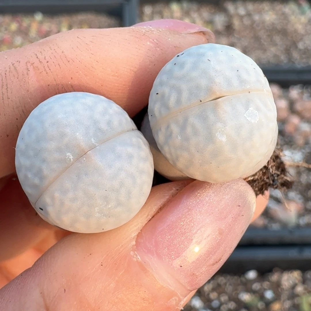 356高尔夫两颗尺寸1.6左右