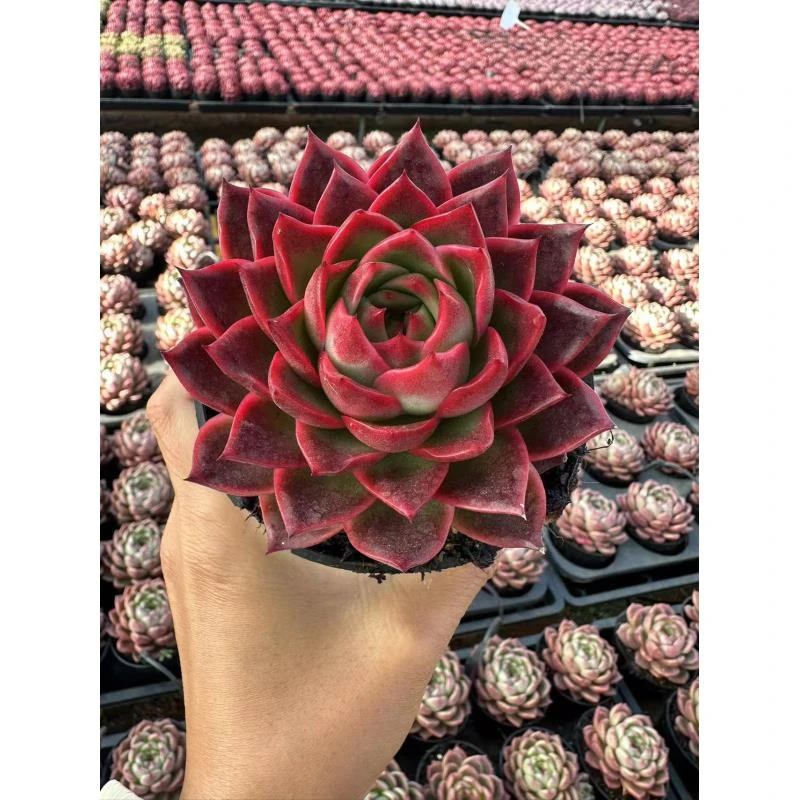 10#朱樱多肉植物  前男友精品多肉SM24