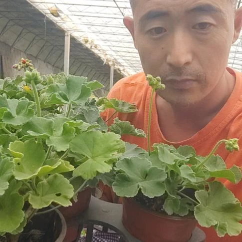 无花朵砂金石，火凤凰，玛雅，朝霞，法莱杰，益达