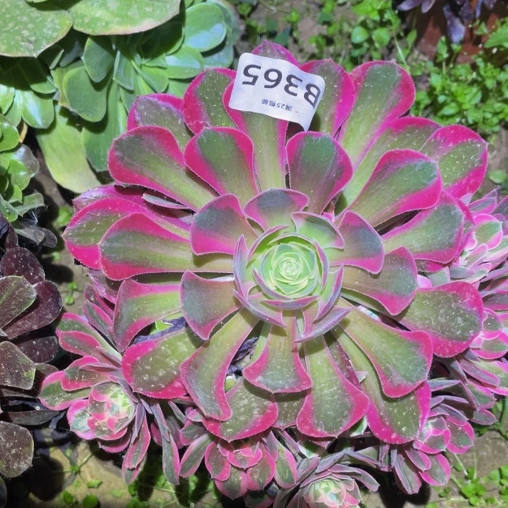 365粉女郎多肉植物