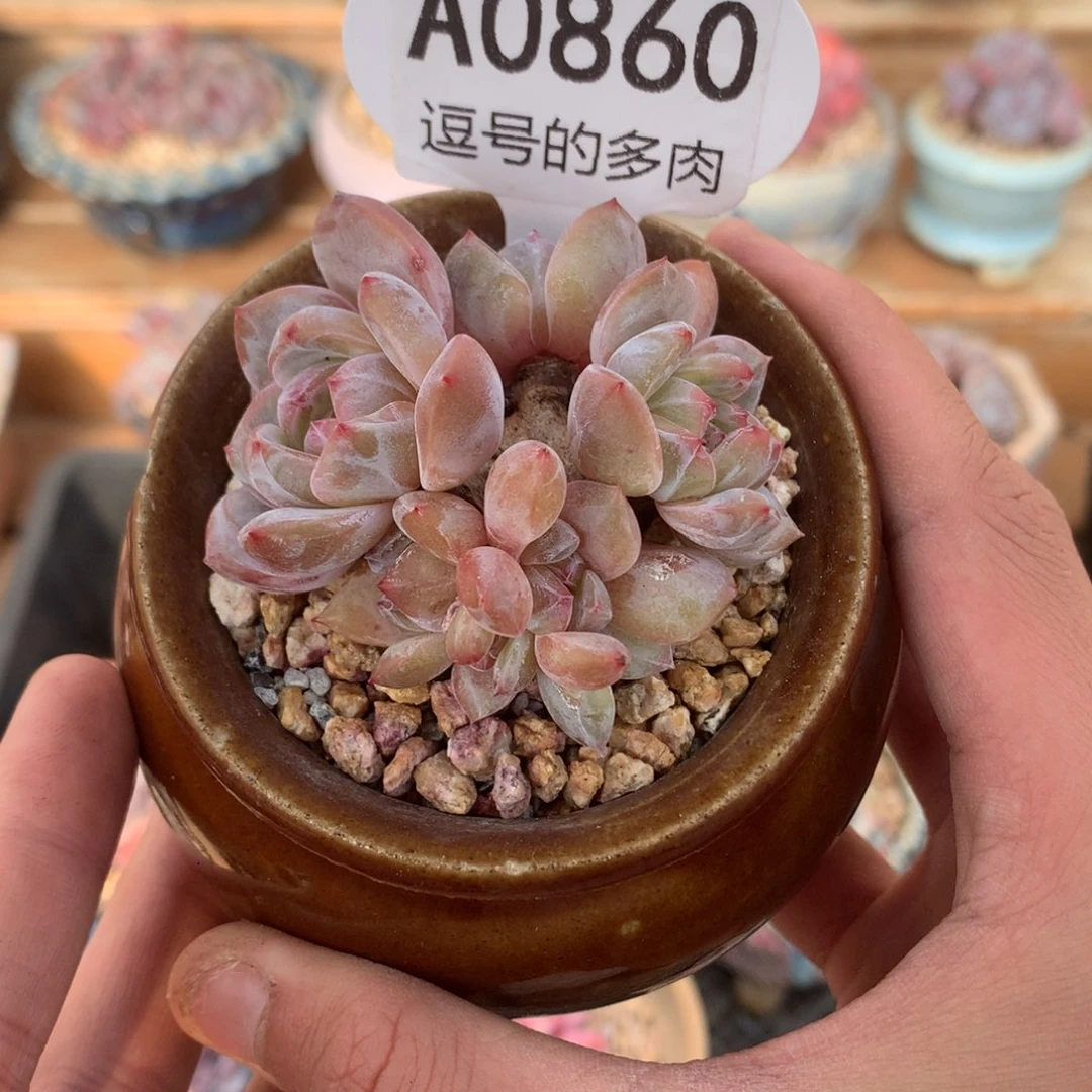 A0860 星影小群 紫心 有砍 6cm