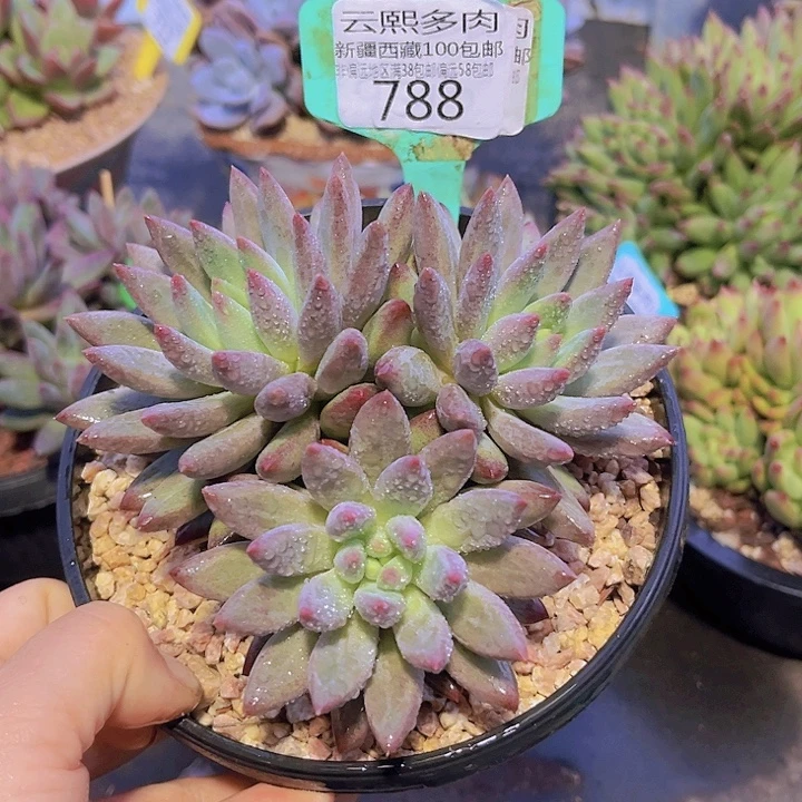 788虞美人。
