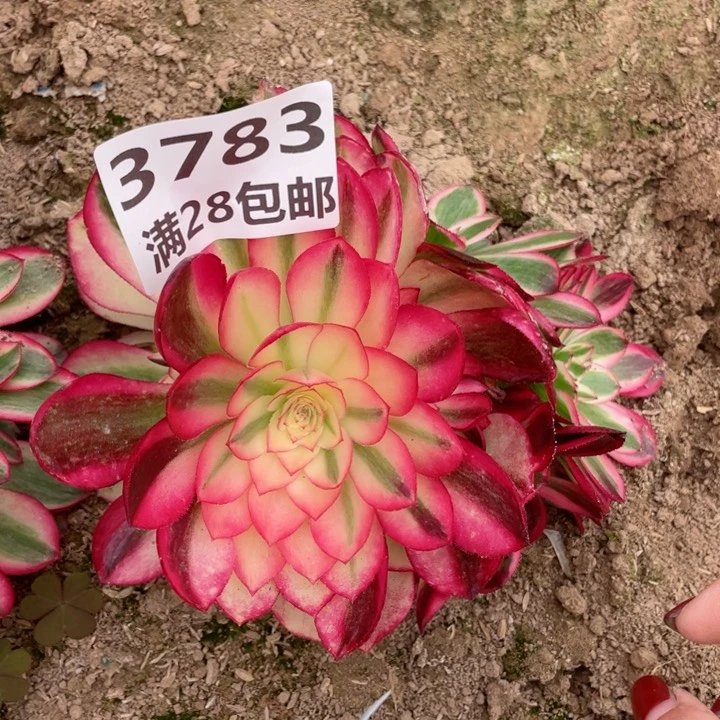 3783二号棚倾城多肉L