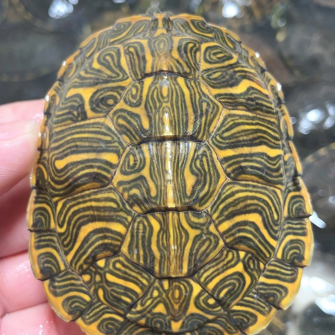 宠物龟不分公母7.9