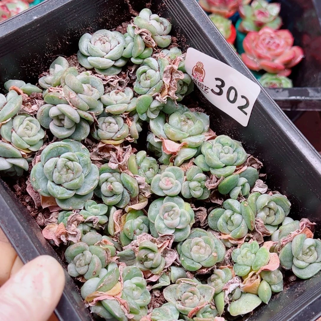 多肉植物多肉植物