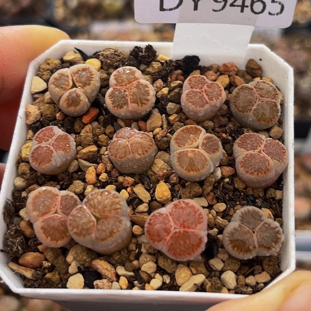 18包邮一物一拍9465红窗菊奔