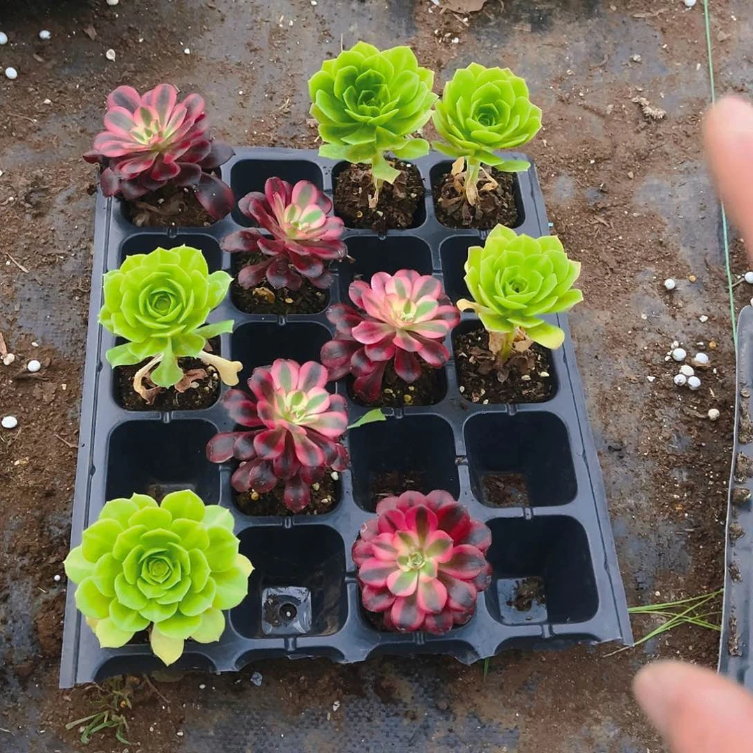 琉璃翡翠5颗美杜莎5颗