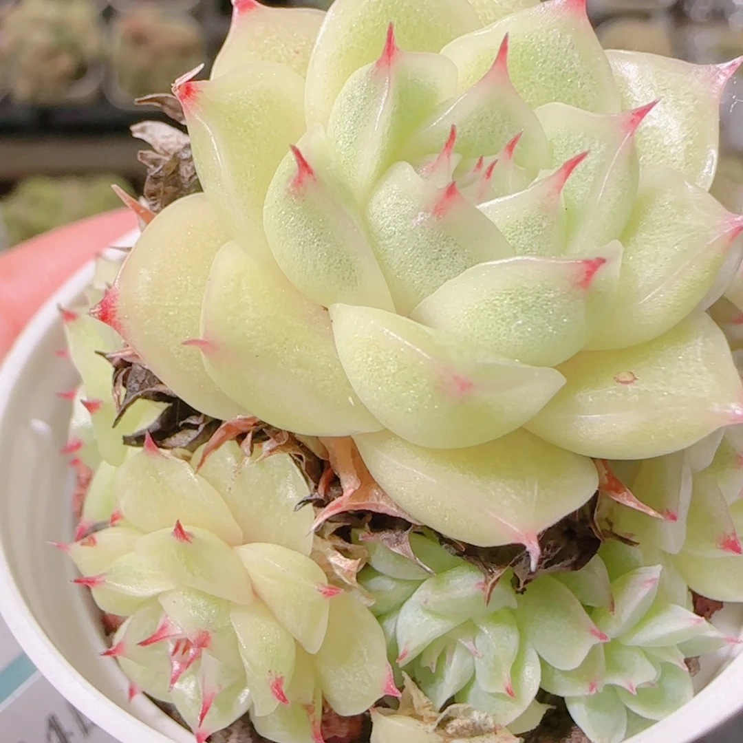 花语逸镜1104-290散