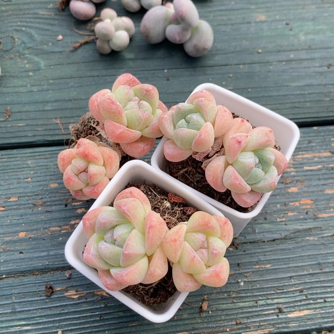 妙缘冰玉三颗主播