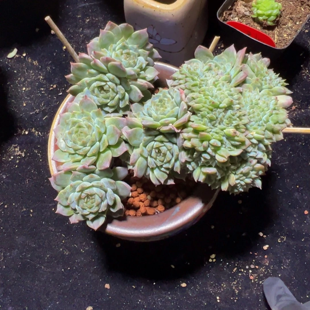 紫心山茶花冰魄缀18朵朵缀