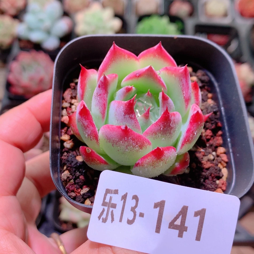 乐然13-141 吉娃娃