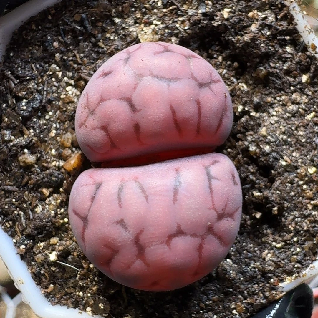 生石花11111。  高腿。  230