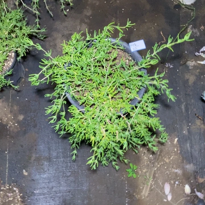 阿***先一物一拍一物一拍