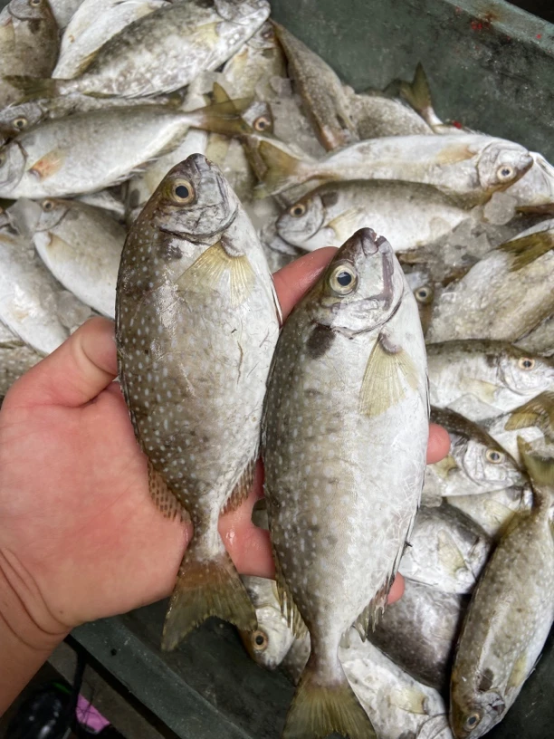 广东阳江本港野生照灯柠檬鱼（默认包杀）