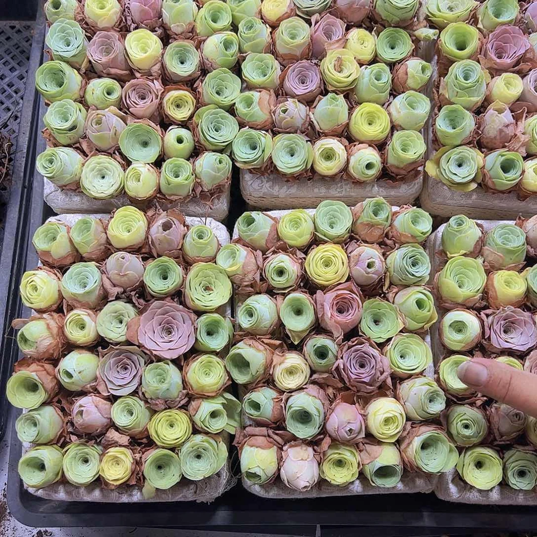 中苗组合30颗没有蓝子