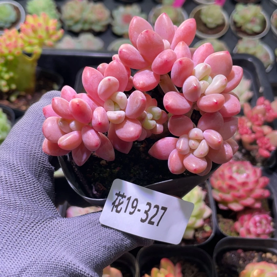 花利美19-327洛神群