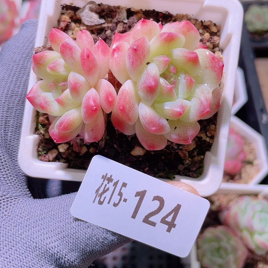 花利美15-124秘境冰魄