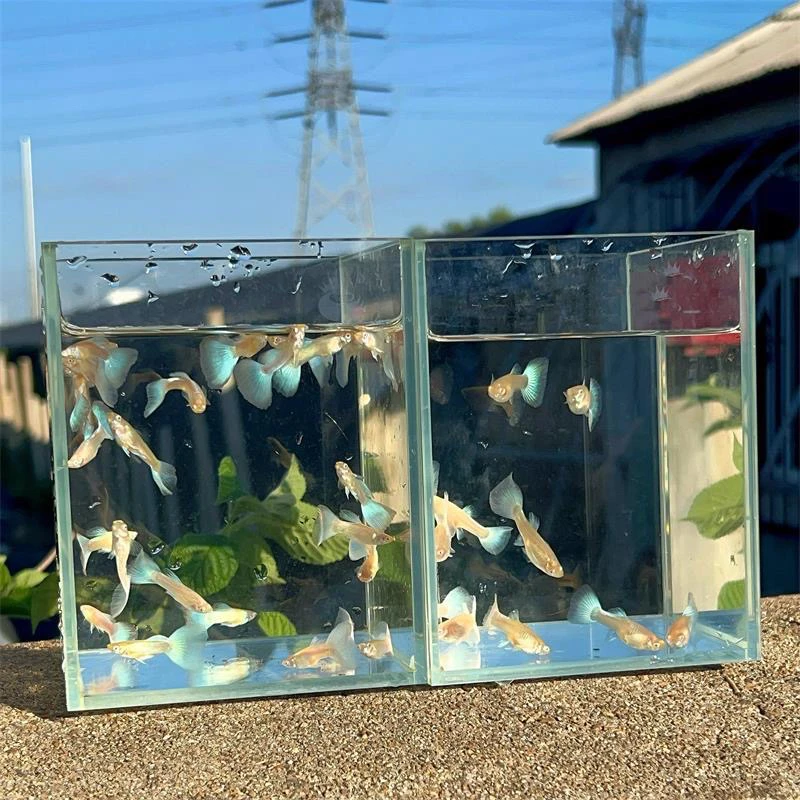 纯种冰蓝孔雀鱼观赏鱼好养鱼苗小型耐活小鱼热带淡水胎生凤尾