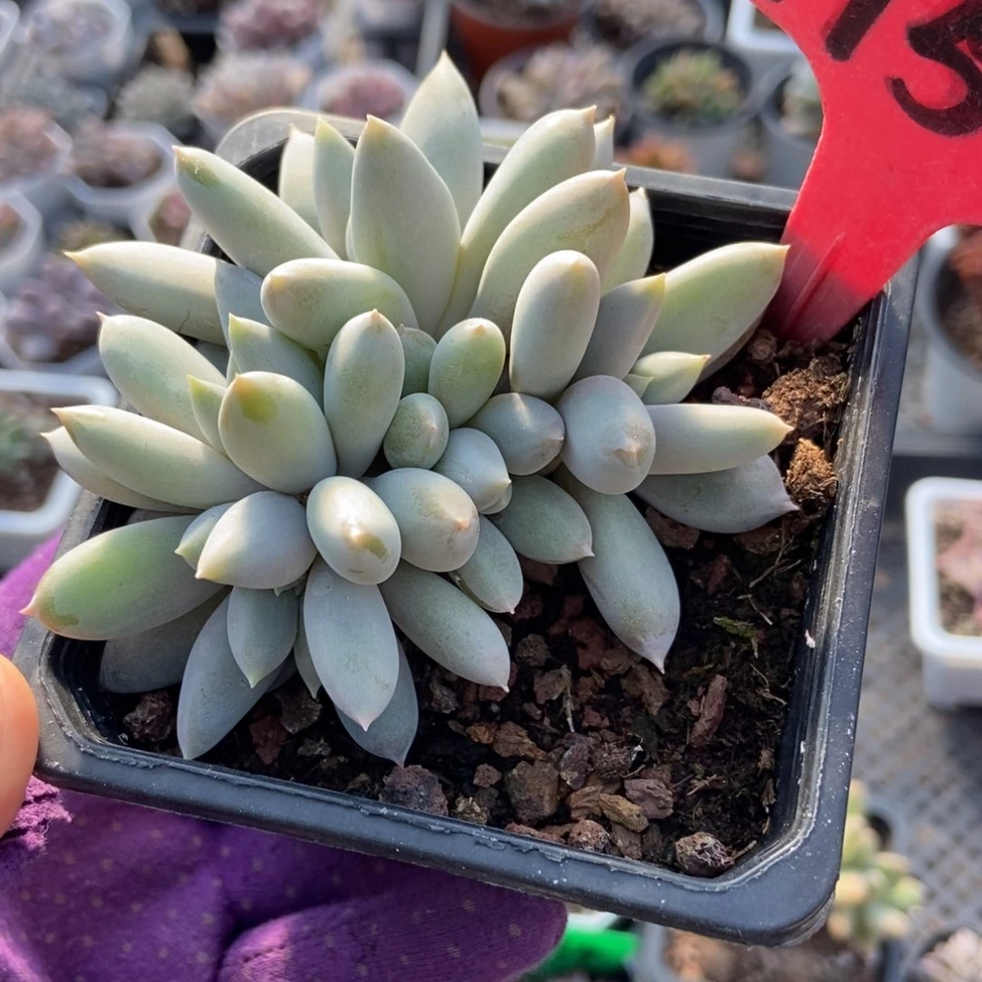 5哥特多肉植物多肉