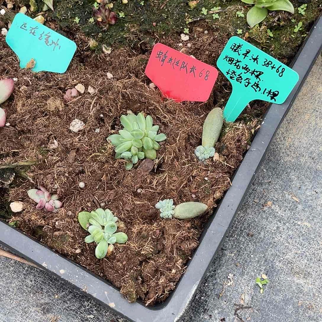 曦*沐多肉植物一组一排