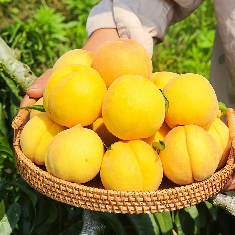 山东蒙阴黄毛桃脆甜3斤4.5斤新鲜油桃包邮