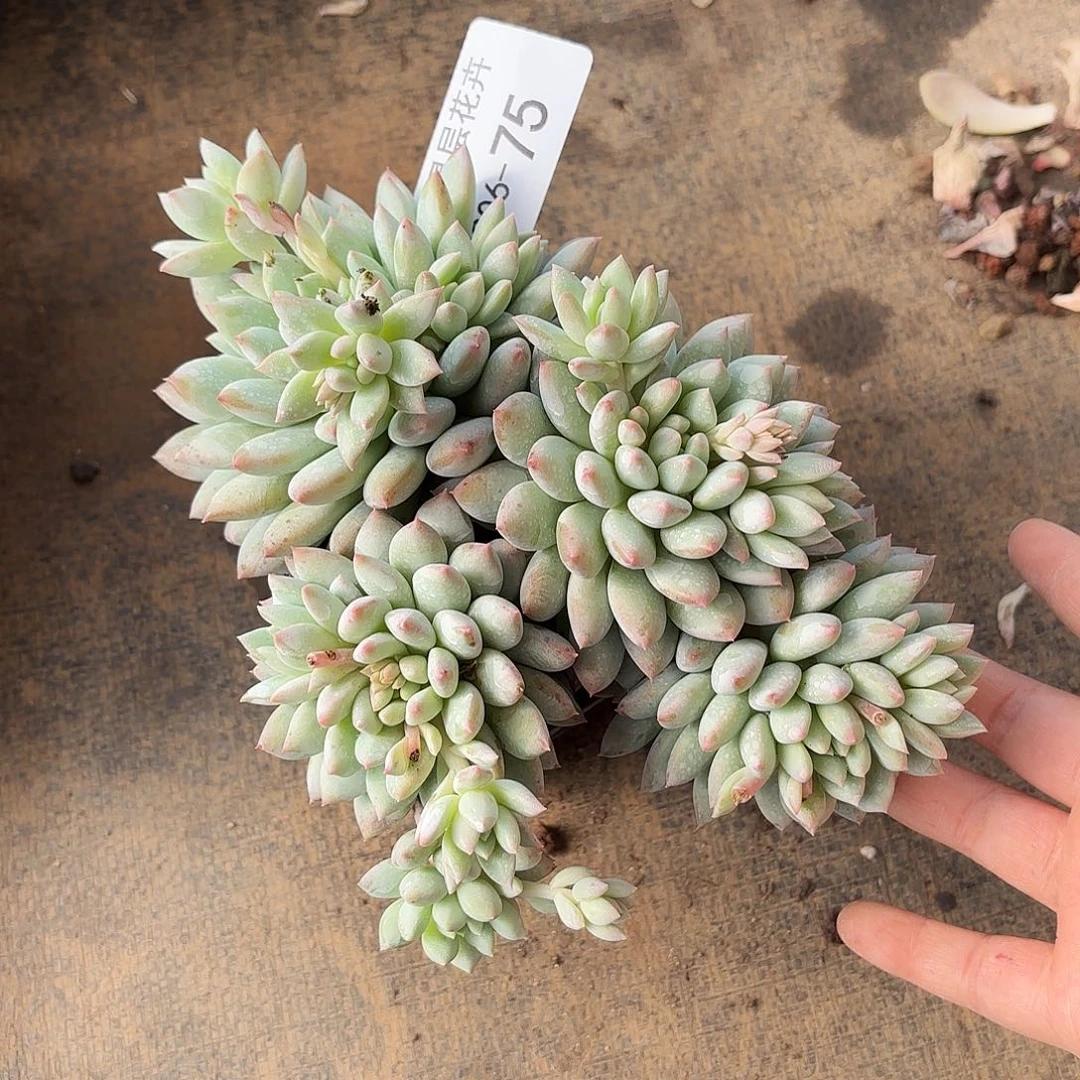 同温层多肉明珠美人75量拍