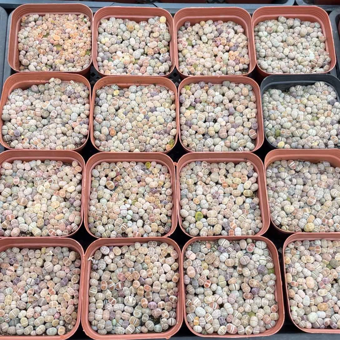 混合淡颜系生石花满盆