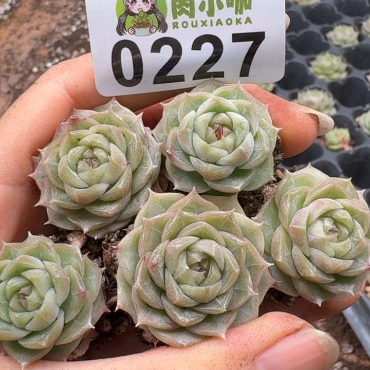 当前无花朵，栽培后可花朵多肉植物多肉植物