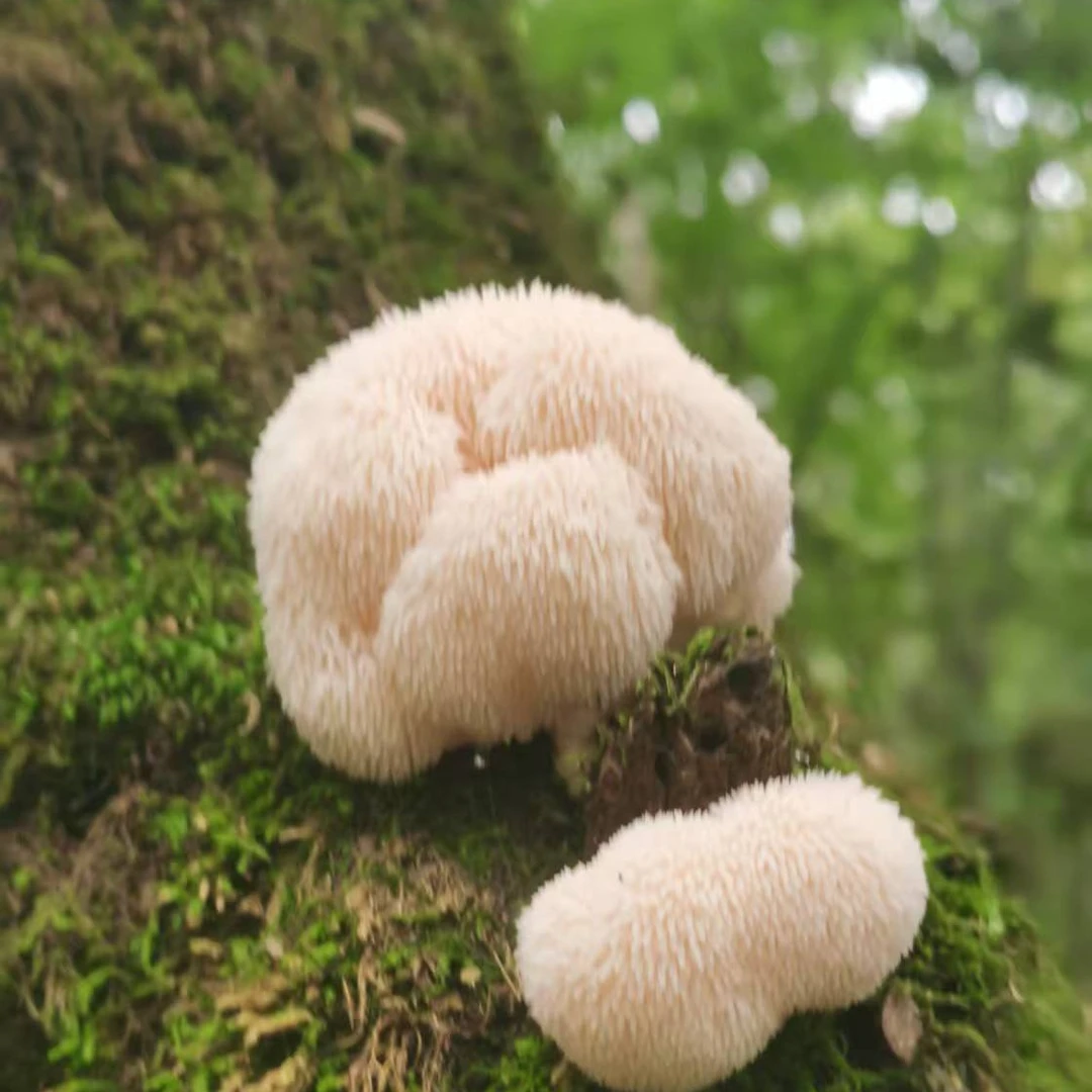 深山特产野生猴头菇 250克