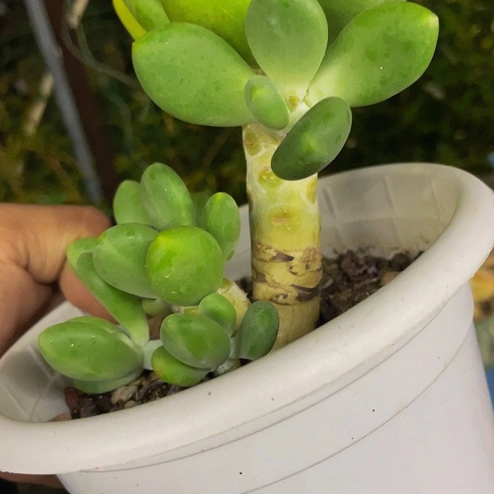 芒果奶一物一拍老桩