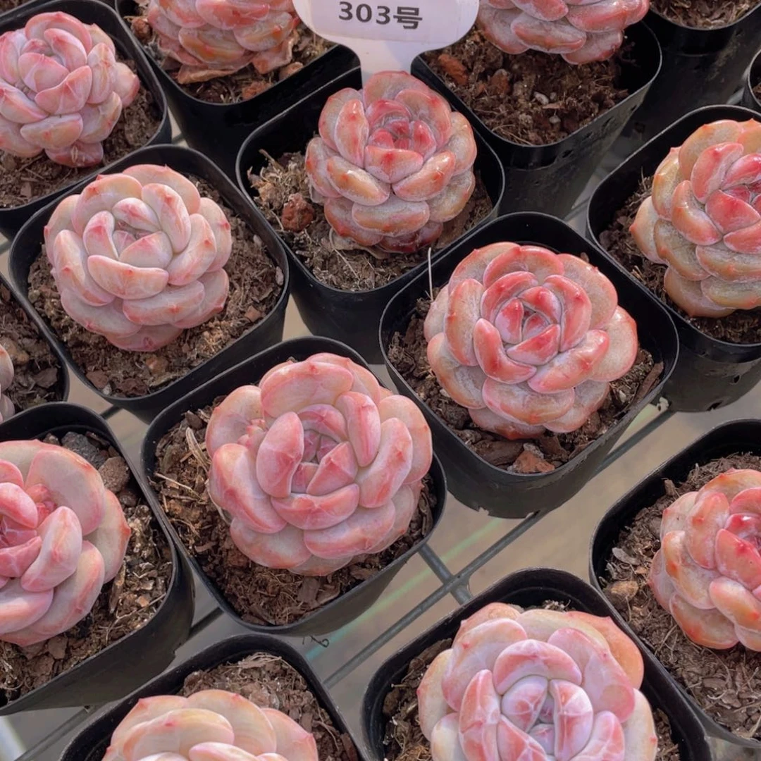 303号 丸叶糖心紫皮石榴籽星影单头两个