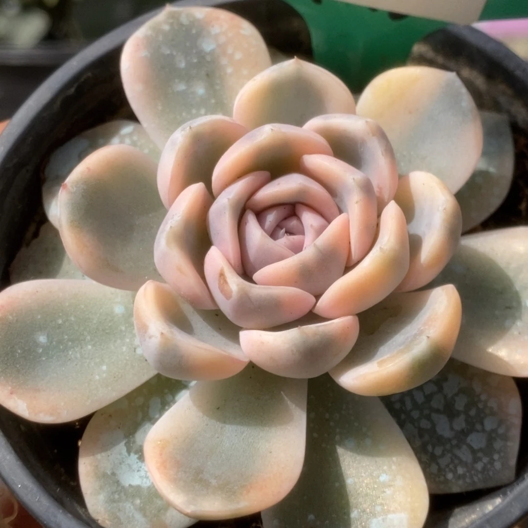 260汉堡锦锦锦锦锦锦锦