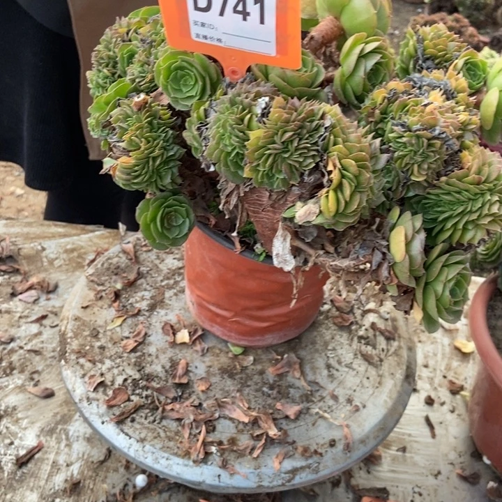 ～***～D741万圣节万圣节万圣节