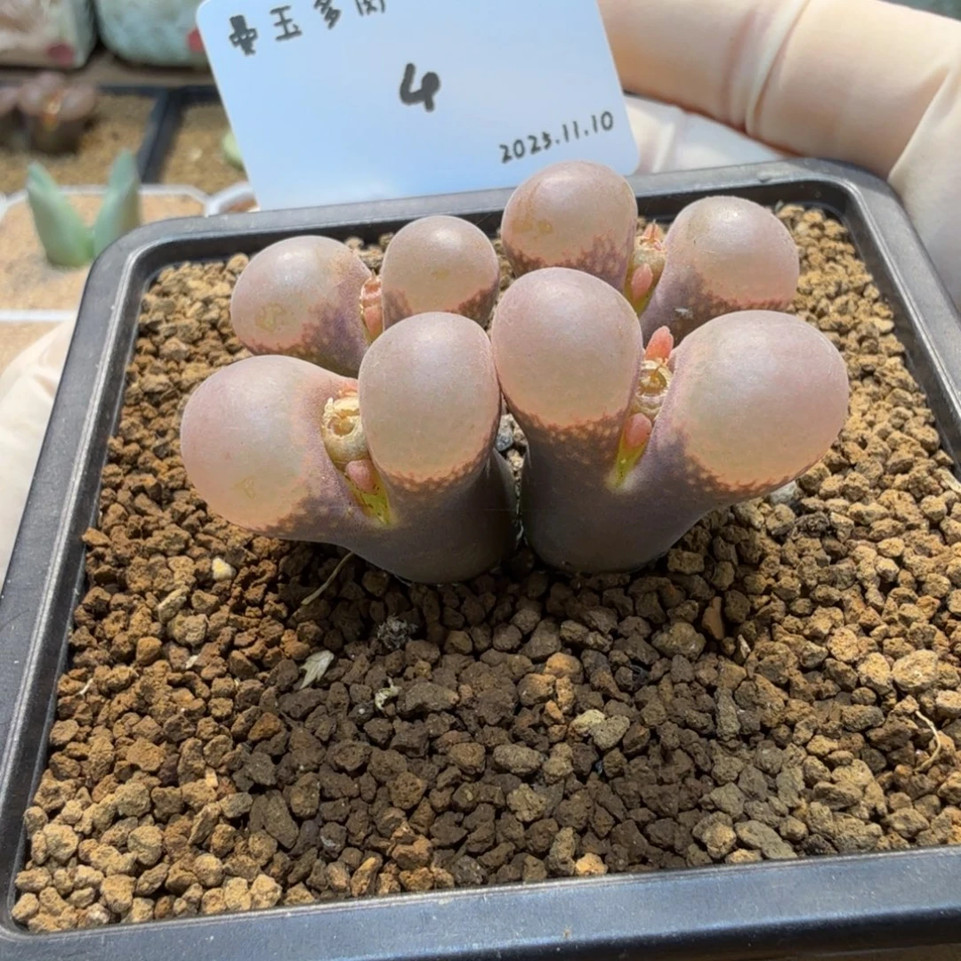 多肉多肉多肉11.10-004