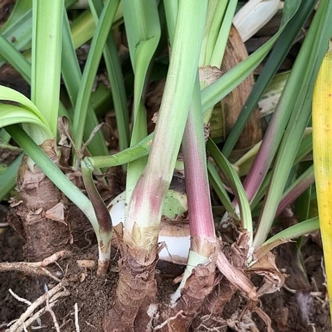 沧*杂交七号开花不售后