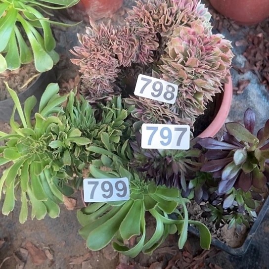 萍***里多肉植物三个798.799.797