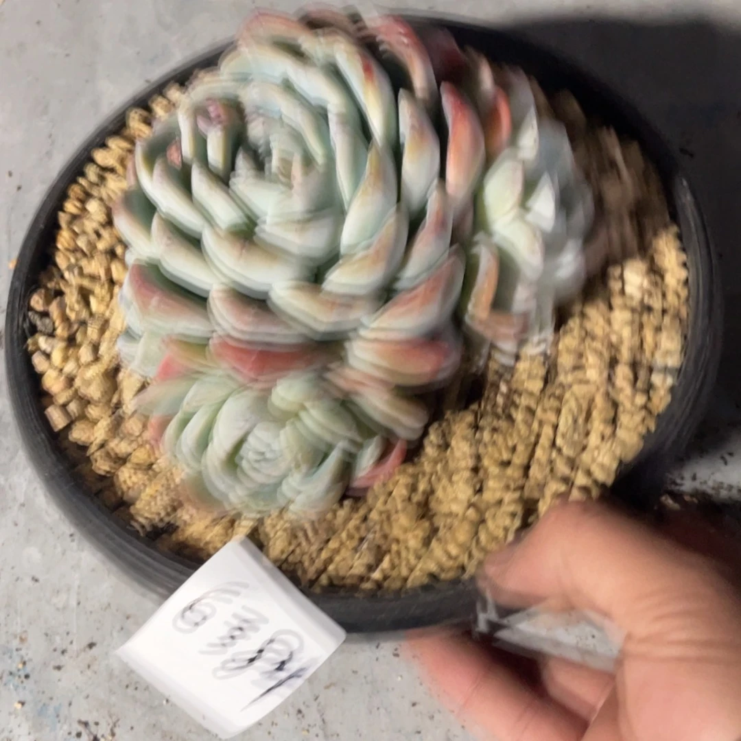 6384专拍冰玉群生多头