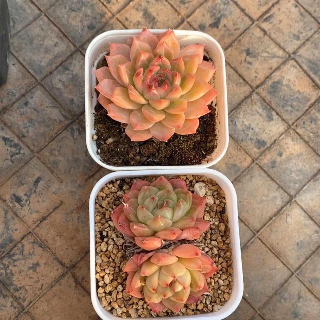 精品多肉一物一拍152