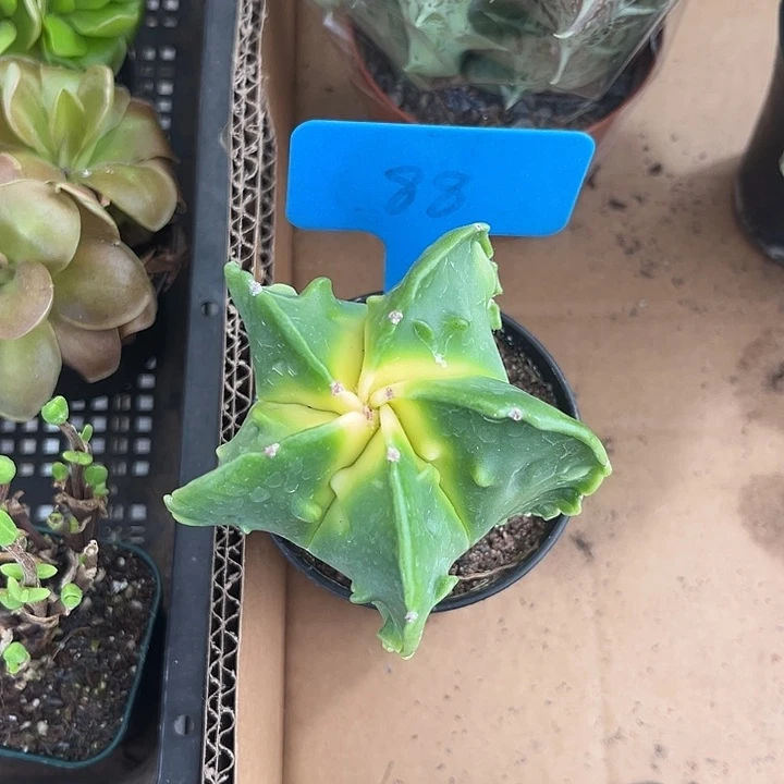 我的小可爱小猪包们都