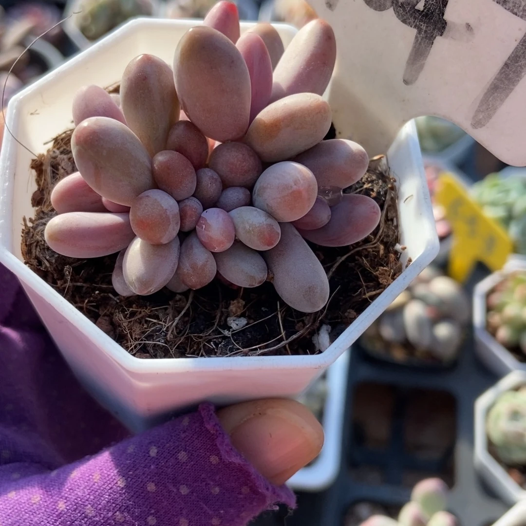 1047红手指多肉植物