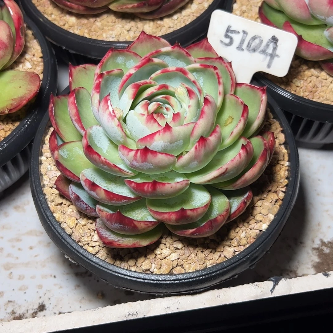 白****惊鸿仙子一物一拍5104号