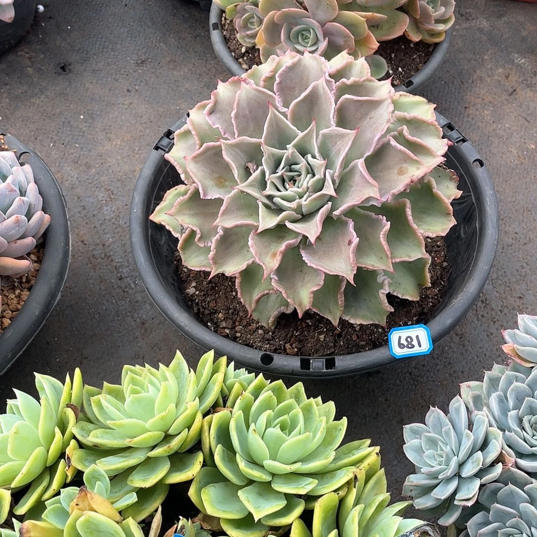 681饺子皮 一物一拍多肉