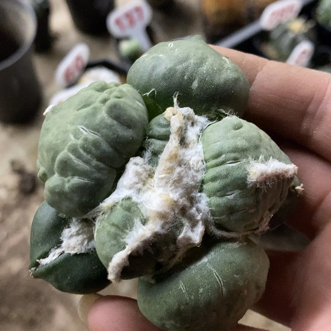 自根蛋蛋怒福利特价来了