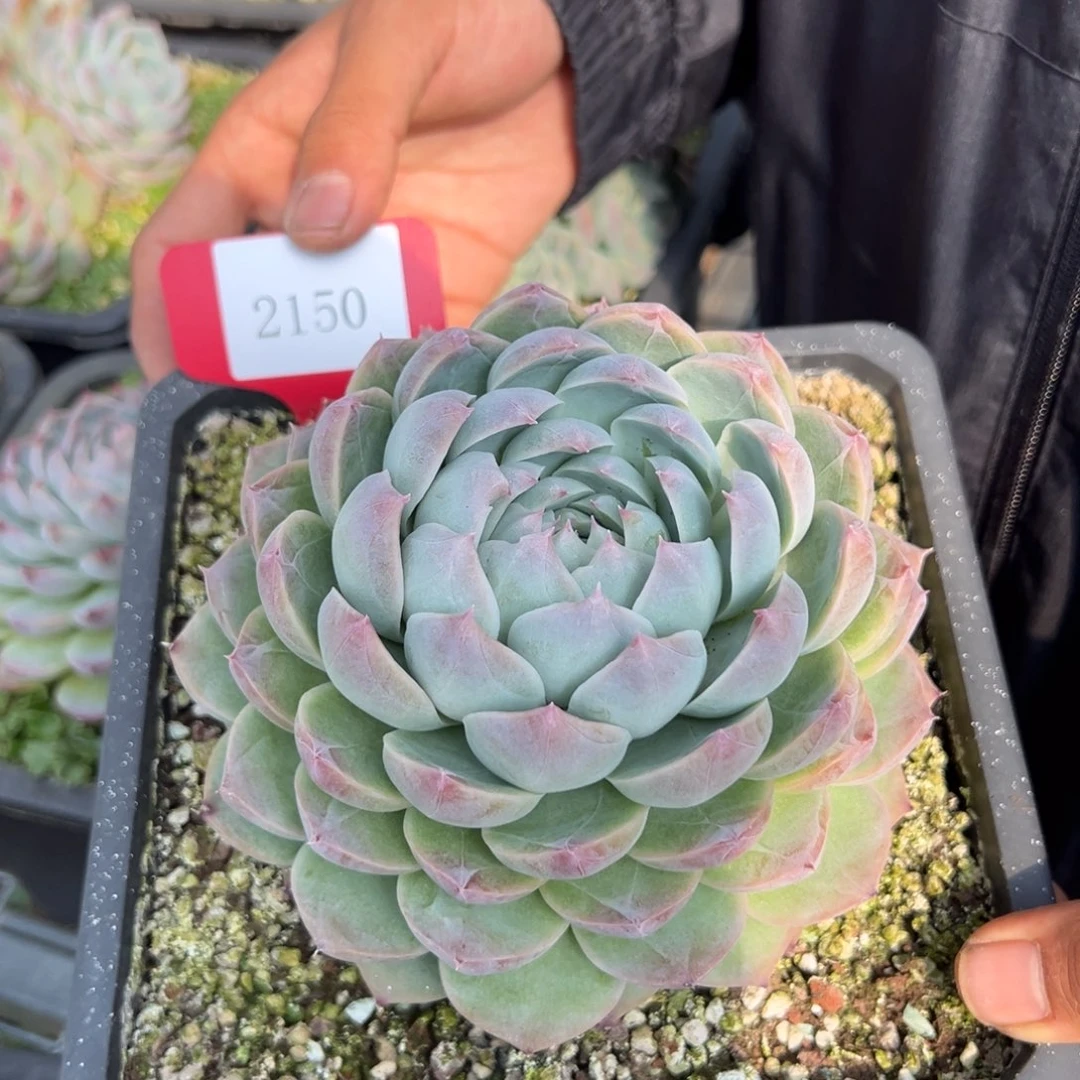 做**婆2150肉多么多么多么多么