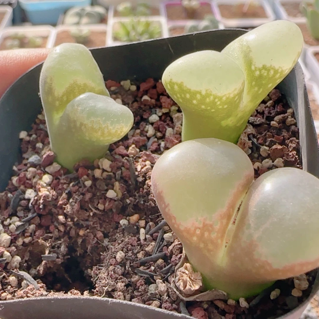 【闪购商品】21370