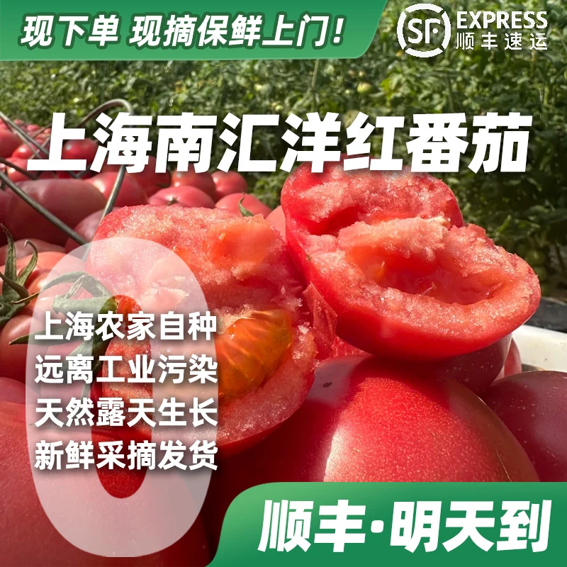 【顺丰·明天到】上海南汇本地草莓番茄3斤装上海市
