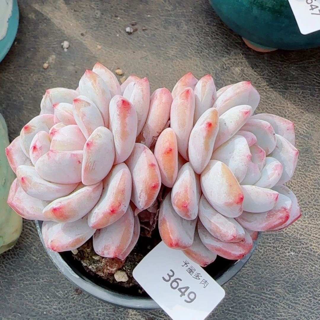 雪之魄，3649多肉植物