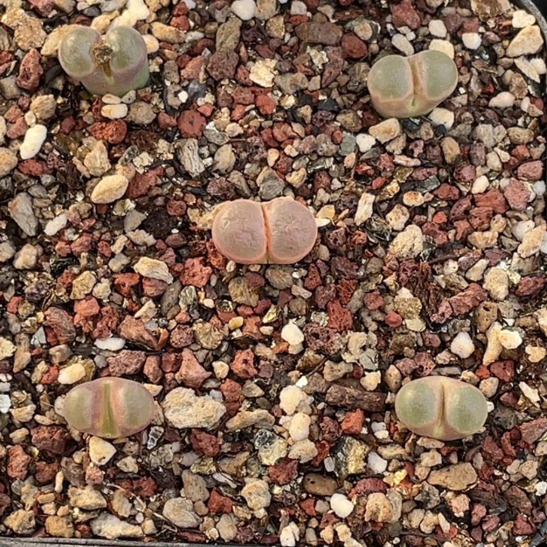 20-113磁铁多肉植物