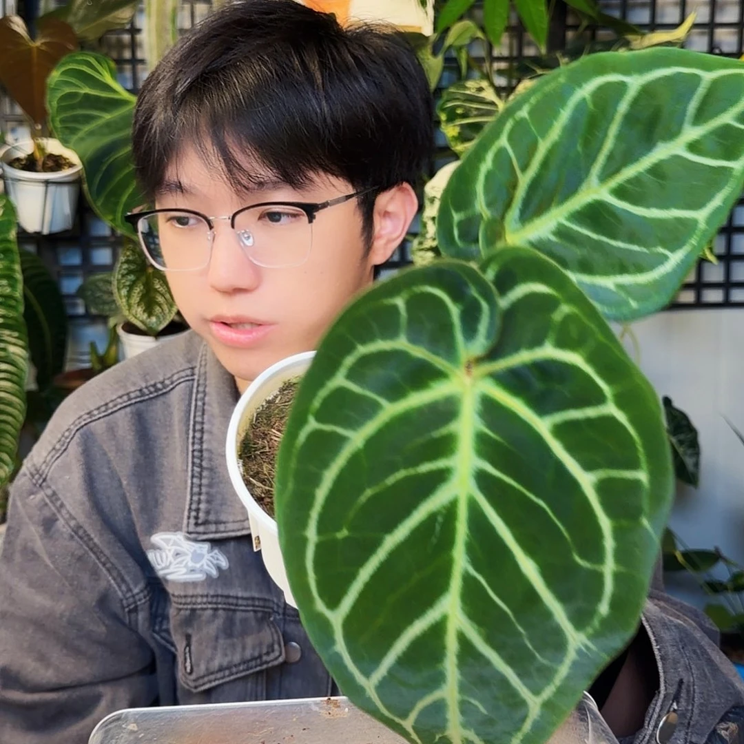 不开花植物F58 撕裂纹